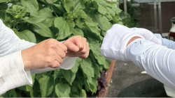 ガンシンとその他2